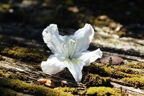 Azaleas Blossom Bloom Plant