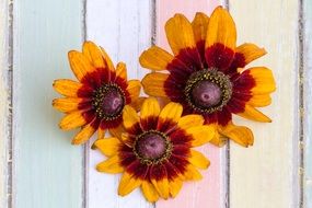 Flowers Sun Hat Background