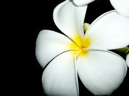 white plumeria flower on the black background