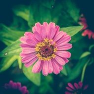 Zinnia Vintage Flower Background
