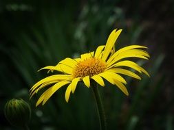 wallpaper with yellow garden flower