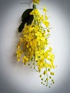 yellow flower on white background