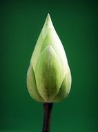 lotus bud on the green background