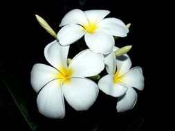 plumeria flowers on the black background