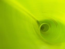 spiral on green leaf
