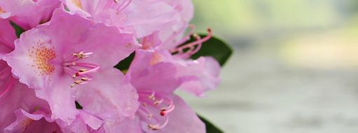 Azalea Flower Flowers Plant