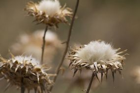 Flowers Cotton Brown White