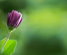 Spring Bud Blossom Bloom Purple