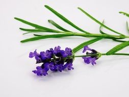isolated violet lavender