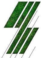 striped design lawn image
