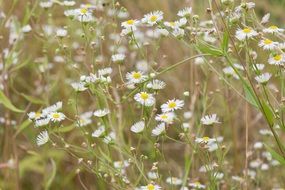 field of chamomile flowers