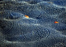 Water Surface Ripple Wave Drops