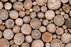 Texture Wood Trunks Decoration