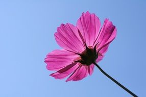 Flower Universe Plant Cosmos