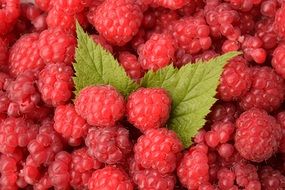 Raspberries Background Red