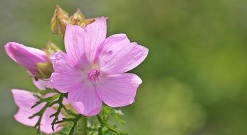 background with mallow rose