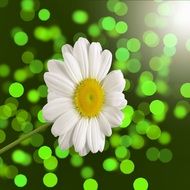 Daisy Flower Bokeh White Spring