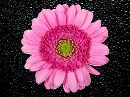 pink chrysanthemum