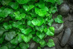 Ivy Vine The Leaves Plants