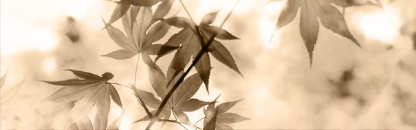 Banner Header Maple Leaves Tree