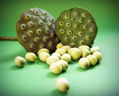 lotus seed heads with seeds