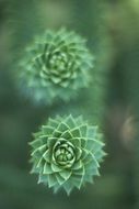 Succulent Plant Green Growth