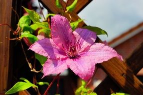 Blossom Bloom Flower Clematis