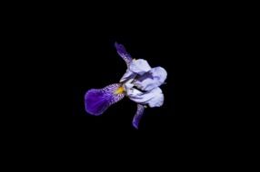 Flower Bright White Art Iris