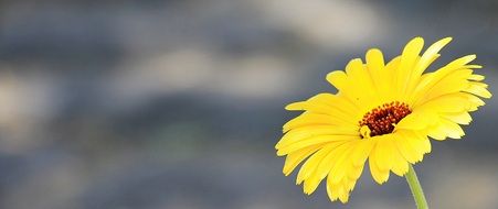 Marguerite Flower
