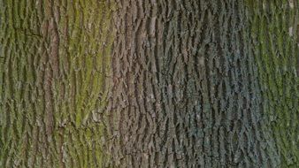 Tree Bark Wood Texture Photo