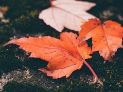 Leaves Autumn Macro Fall Nature