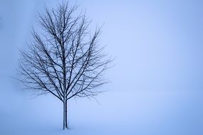 Lonely snow tree