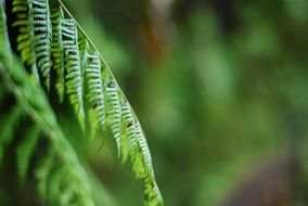 Greenery Fern Background Forest