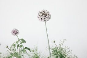 Alliums Allium Flowers Flowers