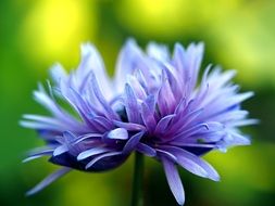 wallpaper with cornflower blossom