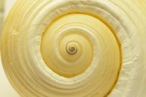 Shell Spiral Closeup Background