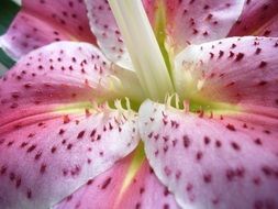 Blossom Bloom Lily Detail