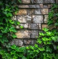 ivied brick wall