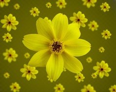 background with yellow blossoms