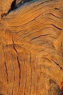 Wood Grain Structure Pattern
