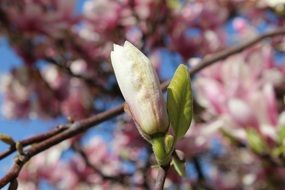 Bud Magnolia Flower