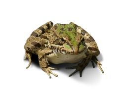 Frog Cropped Image