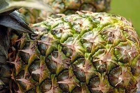 Pineapple Fruit Texture Pattern