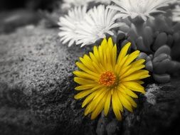 yellow flower on the black and white background