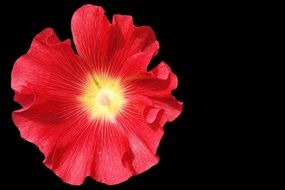 Mallow Stock Rose Blossom Bloom