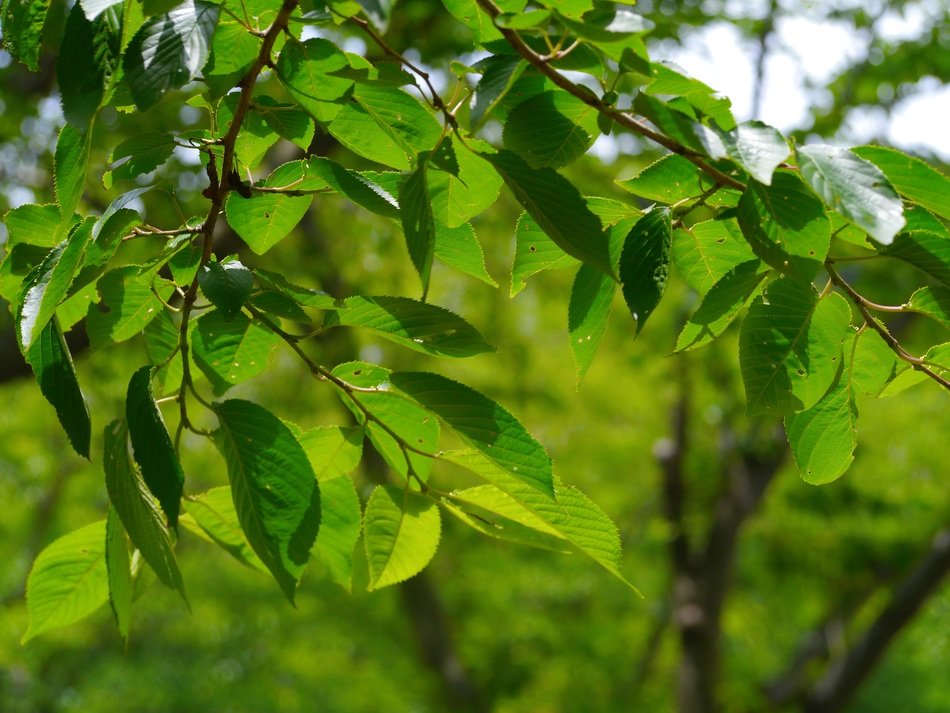 cherry green leaf