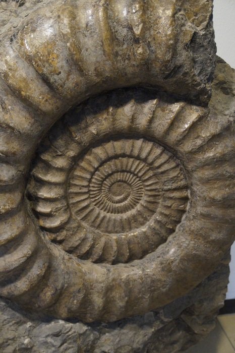 petrified snail in the museum of natural history