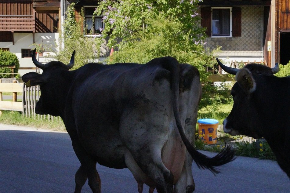 cows on the street