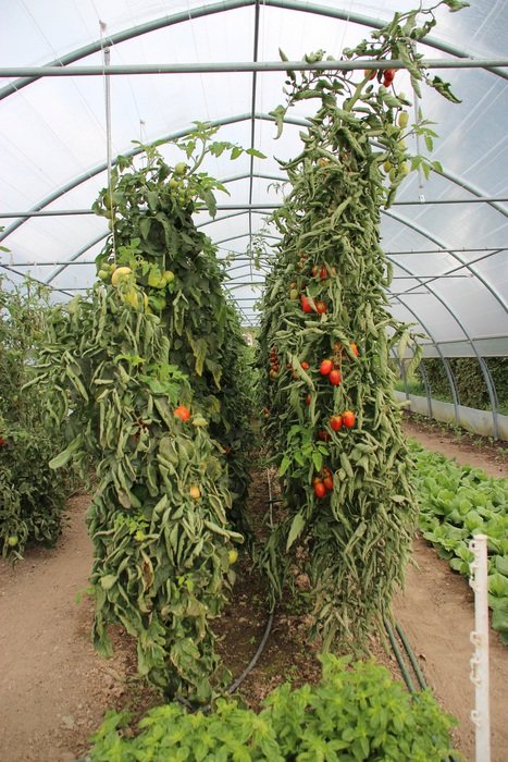 Red tomatoes on a plants
