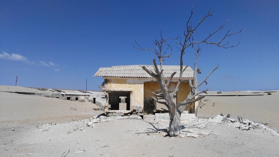dry tree near the building in the sand